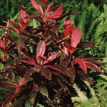 thumbnail for publication: Cordyline terminalis Ti Plant